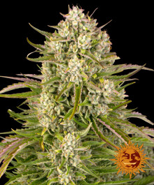 BF1001810 - BARNEY'S FARM - WEDDING CAKE AUTO FEM | 10 SEMI