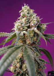 SWBBAP3 - SWEET SEEDS - BRUCE BANNER AUTO® FEM (SWS91) | 3+1 SEMI