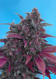 SWADD3 - SWEET SEEDS - DARK DEVIL AUTO® FEM (SWS38) | 3+1 SEMI