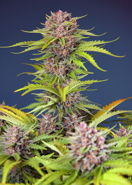 SWMBBXLA003 - SWEET SEEDS - MIMOSA BRUCE BANNER XL AUTO® FEM (SWS101) | 3+1 SEMI