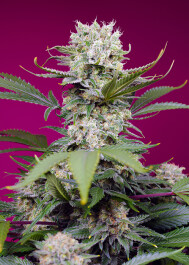 SWSMZXLA003 - SWEET SEEDS - SWEET MANDARINE ZKITTLEZ XL AUTO® FEM (SWS102) | 3+1 SEMI