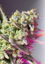 SWSMMXLA3 - SWEET SEEDS - SWEET MIMOSA XL AUTO® FEM (SWS94) | 3+1 SEMI