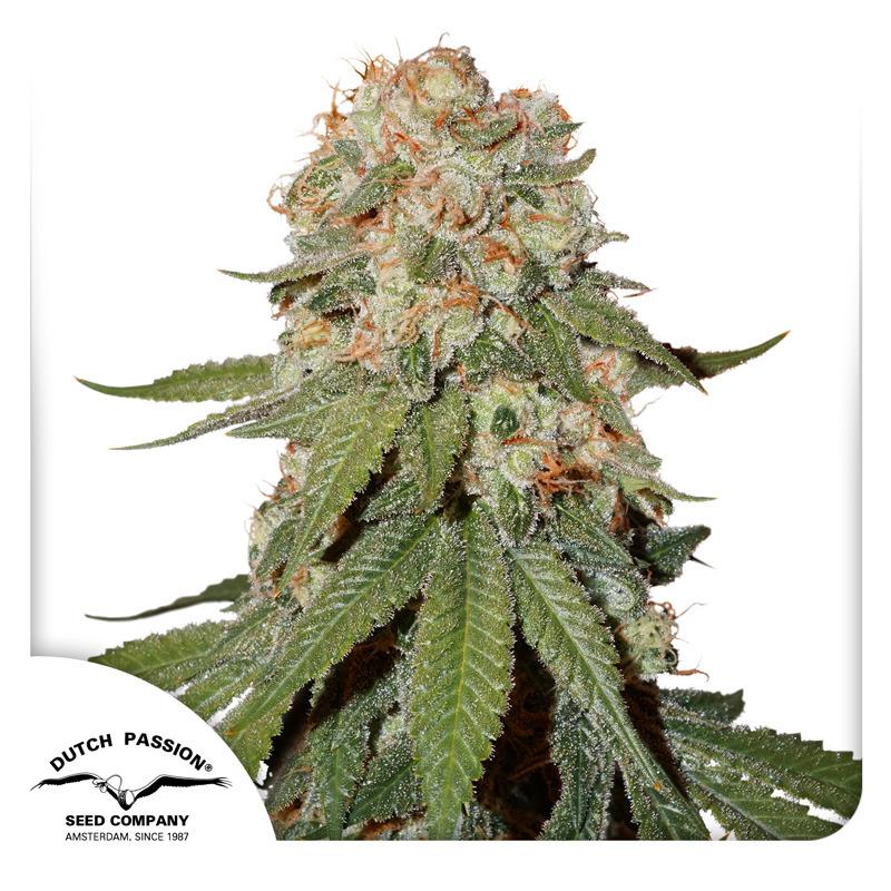 DP1501 - DUTCH PASSION - ORANGE BUD REG | 10 SEMI