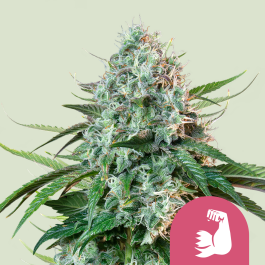 RQSFEM10039 - ROYAL QUEEN SEEDS - HULKBERRY FEM (USA PREMIUM) | 10 SEMI