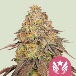 RQSFEM10044 - ROYAL QUEEN SEEDS - LEGENDARY OG PUNCH FEM (USA PREMIUM) | 10 SEMI