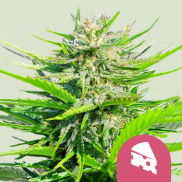 RQSFEM01015 - ROYAL QUEEN SEEDS - ROYAL CHEESE FAST FLOWERING FEM | 1 SEME