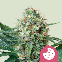 RQSFEM10034 - ROYAL QUEEN SEEDS - ROYAL COOKIES FEM | 10 SEMI