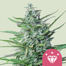 RQSFEM10013 - ROYAL QUEEN SEEDS - SPECIAL KUSH #1 FEM | 10 SEMI
