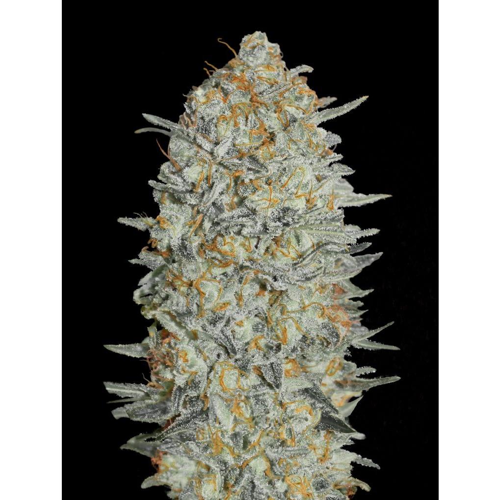 ADVSG33A0003 - ADVANCED SEEDS - AUTO GELATO #33 FEM | 3 SEMI