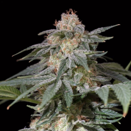 SILSSS-LTF001-FR - SILENT SEEDS - LEMON TREE FAST FEM | 3 SEMI