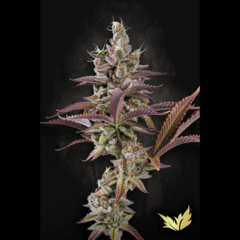 PS1042 - PARADISE SEEDS - APRICOT CANDY FEM | 10 SEMI