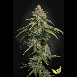 PS0335 - PARADISE SEEDS - L.A. AMNESIA FEM | 10 SEMI