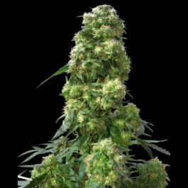 SS1562508 - SENSI SEEDS BANK - EARLY SKUNK FEM | 25 SEMI