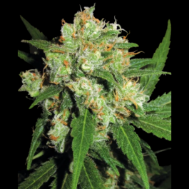SS1560012 - SENSI SEEDS BANK - SENSI SKUNK FEM | 10 SEMI