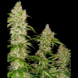 SS1530323 - SENSI SEEDS RESEARCH - BANANA KUSH CAKE FEM | 3 SEMI