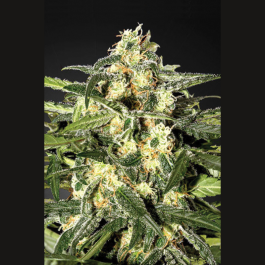 SEX025010 - SEEDSALAD - JACK HERER FEM | 10 SEMI