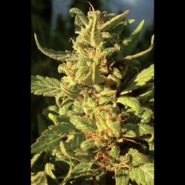 SEX023010 - SEEDSALAD - NORTHERN LIGHT FEM | 10 SEMI