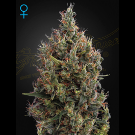 SGFF030016 - GREEN HOUSE SEED CO. - BIG BANG AUTO FEM | 3 SEMI
