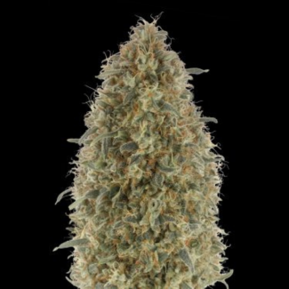 ADVSGB0003 - ADVANCED SEEDS - GORILLA BLUE FEM | 3 SEMI