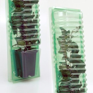 P13378 - BLISTER PER TRASPORTO E SPEDIZIONE DI TALEA 1 VASO 7X7X8CM H 33CM FORO STELO 4CM