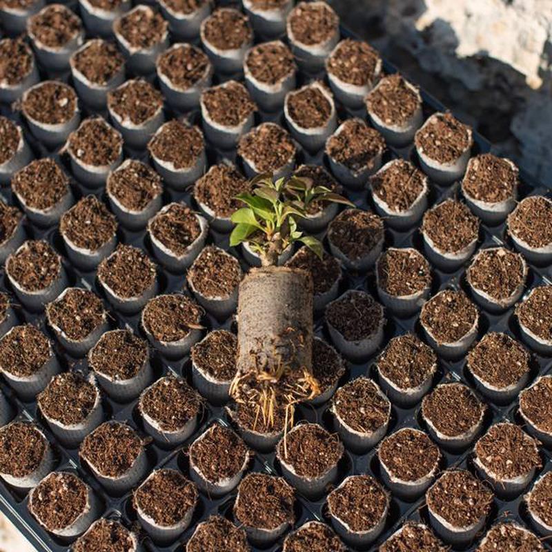 TREC251440 - ELEPOT - CUBETTI PER RADICAZIONE | Ø 2,5cm - 1440pz - box con 10 vassoi