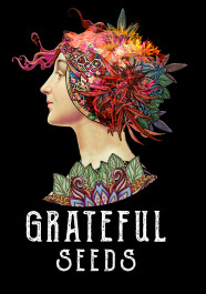 GRTFLIM003-005 - GRATEFUL SEEDS - NASTY RUNTZ FEM (LIMITED EDITION) | 5 SEMI