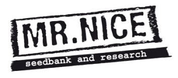 SMNN0007 - SUPER SILVER HAZE 15 SEMI REGOLARI MR NICE