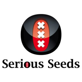 SSCBDCH6F - CBD CHRONIC SERIOUS SEED 6 SEMI FEMMINILIZZATI