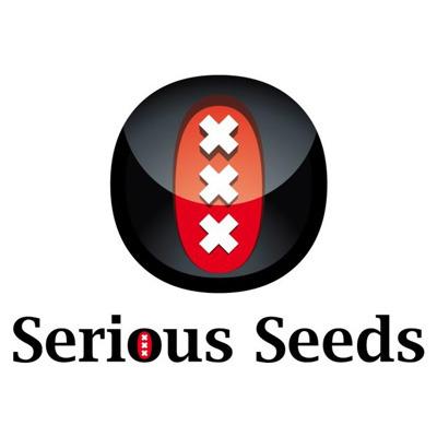 SSBG - BUBBLE GUM SERIOUS SEEDS 10 SEMI REGOLARI
