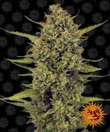 BFAG5 - BARNEY'S FARM - ACAPULCO GOLD FEM | 5 SEMI