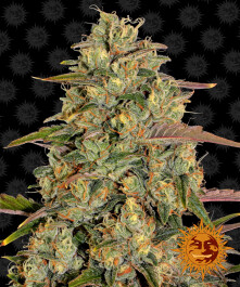 BFAL1 - BARNEY'S FARM - AMNESIA LEMON FEM | 1 SEME