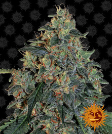 BF2000810 - BARNEY'S FARM - BLUEBERRY OG FEM | 10 SEMI Disponibili fino a fine scorte