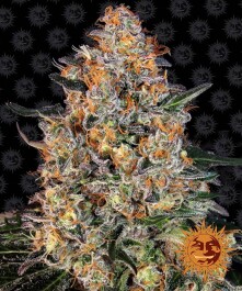 BF2004903 - BARNEY'S FARM - BUBBA KUSH FEM | 3 SEMI
