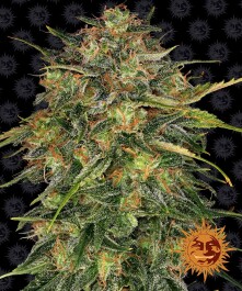 BF2005005 - BARNEY'S FARM - CHEESE FEM | 5 SEMI Disponibili fino a fine scorte