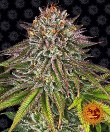 BFCK5 - BARNEY'S FARM - CRITICAL KUSH FEM | 5 SEMI