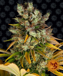 BFGMO01 - BARNEY'S FARM - GMO FEM | 1 SEME Disponibili fino a fine scorte