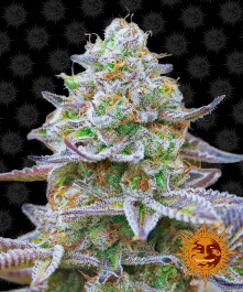 BFGRZ5 - BARNEY'S FARM - GORILLA ZKITTLEZ FEM | 5 SEMI