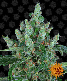 BFLB5 - BARNEY'S FARM - LAUGHING BUDDHA FEM | 5 SEMI