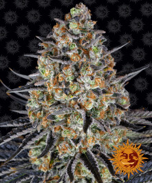 BFLSD5 - BARNEY'S FARM - LSD FEM | 5 SEMI