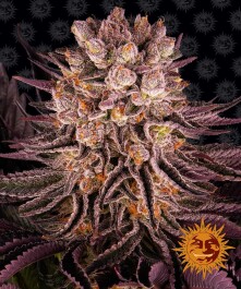 BF2005305 - BARNEY'S FARM - MIMOSA x ORANGE PUNCH FEM | 5 SEMI