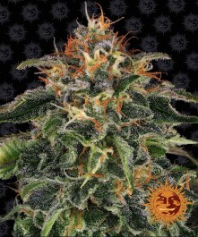 BF2004710 - BARNEY'S FARM - MOBY DICK FEM | 10 SEMI