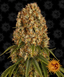 BFOSB10 - BARNEY'S FARM - ORANGE SHERBERT FEM | 10 SEMI Disponibili fino a fine scorte