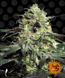 BFPEYK5 - BARNEY'S FARM - PEYOTE COOKIES FEM | 5 SEMI Disponibili fino a fine scorte
