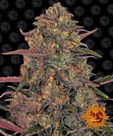 BFPC5 - BARNEY'S FARM - PINEAPPLE CHUNK FEM | 5 SEMI