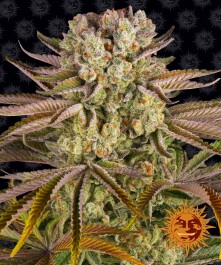 BF2006005 - BARNEY'S FARM - PINEAPPLE EXPRESS FEM | 5 SEMI
