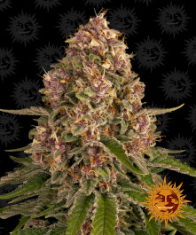 BFPNK10 - BARNEY'S FARM - PINK KUSH FEM | 10 SEMI Disponibili fino a fine scorte