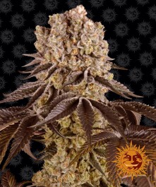 BF2004105 - BARNEY'S FARM - PURPLE PUNCH FEM | 5 SEMI