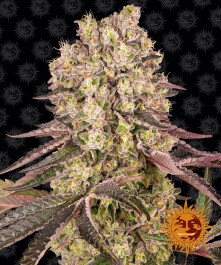 BFRZM01F - BARNEY'S FARM - RUNTZ MUFFIN FEM | 1 SEME Disponibili fino a fine scorte