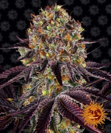 BF2005905 - BARNEY'S FARM - RUNTZ x LAYER CAKE FEM | 5 SEMI