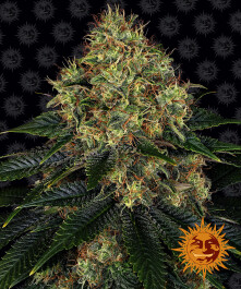 BF1002110 - BARNEY'S FARM - SKYWALKER OG AUTO FEM | 10 SEMI